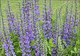  ?? Plant Delights Nursery ?? Baptisia ‘Blue Towers’ is one of the favorite plants of horticultu­rist Tony Avent, who owns Plant Designs Nursery in Raleigh, N.C. Mr. Avent will give the keynote at the Garden and Landscape Symposium on April 27.