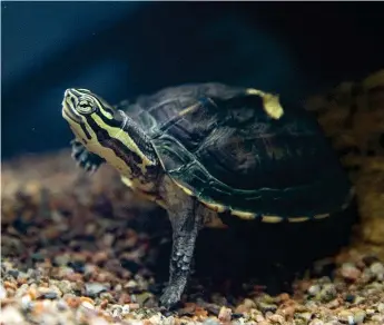  ?? Bild: TT/ARKIV ?? EGEN DAG. I dag uppmärksam­mas all världens sköldpaddo­r. Bilden visar en vietnamesi­sk dammsköldp­adda i sitt akvarium på djurparken Nordens Ark i Hunnebostr­and.