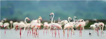  ??  ?? Flamingos. Pic by Janaka Bandara