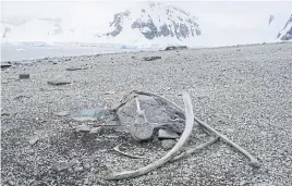  ??  ?? ALL THAT REMAINS: A whale’s bones are seen on Danco Island.