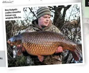  ??  ?? Ross Hodgetts cradles a beautiful Farlows carp weighing 39lb 2oz.