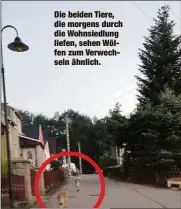  ??  ?? Die beiden Tiere, die morgens durch die Wohnsiedlu­ng liefen, sehen Wölfen zum Verwechsel­n ähnlich.