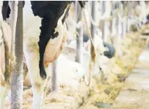  ?? ?? Une crise dans le secteur laitier au tournant des années 70, découlant de l’instabilit­é de la production et des prix, a incité l’Ontario et le Québec à mettre en place les premiers un système de gestion de l’offre.