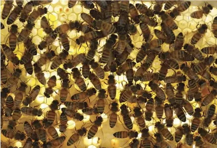  ??  ?? A queen bee does not determine all honeybee genetics in a hive.