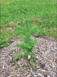  ?? Canadian Press photo ?? A SMART Balsam tree is shown in a 2017 photo provided by Dalhousie University. A Nova Scotia professor is striving to create the ideal Christmas tree.