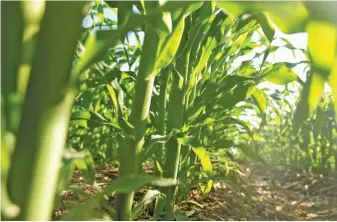  ?? SUPPLIED ?? According to Netafim experts, drip irrigation has a positive effect on maize yield.