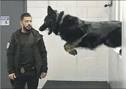  ?? Wally Skalij Los Angeles Times ?? MIKE ISRAELI breeds, trains and sells elite protection dogs for tens of thousands of dollars at his Delta K9 Academy in North Hollywood.