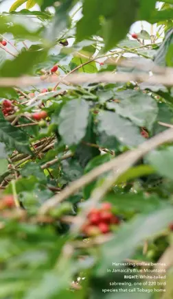  ?? ?? Harvesting coffee berries in Jamaica’s Blue Mountains
RIGHT: White-tailed sabrewing, one of 220 bird species that call Tobago home