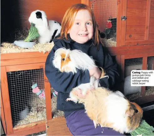  ??  ?? Caring Poppy with guinea pals Ginny and Delilah and cabbage- eating rabbit Jasper