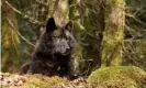  ??  ?? A wolf rests in a mossy bed on the forest floor of the Tongass national forest. Photograph: Design Pics Inc/Alamy Stock Photo