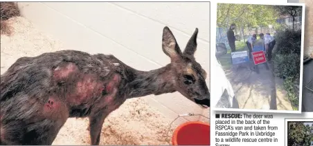  ??  ?? n WOUNDED: Injured roe deer Daisy was chased by dogs and children before being taken to a rescue centre based on the estate of Queen guitarist Brian May. She is recovering from her horrific injuries n RESCUE: The deer was placed in the back of the...