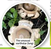  ??  ?? The unusual earthstar fungi