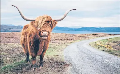  ?? ?? A magnificen­tly maned red Highland cow stands guard in Scotland (other colours are available)