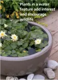  ??  ?? Plants in a water feature add interest and encourage wildlife