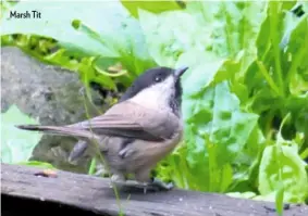  ??  ?? Marsh Tit