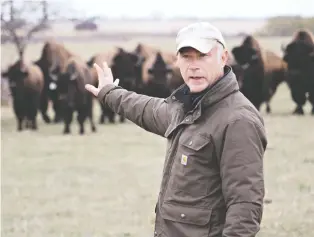  ?? RICHARD MARJAN / SUPPLIED ?? Patrick O’ryan, Saskatchew­an’s bison whisperer, owns Qu’appelle Valley Bison northeast of Craven.