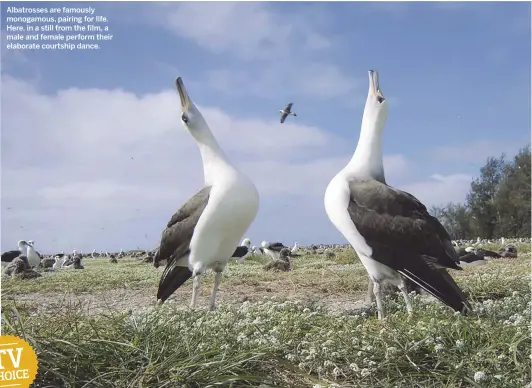  ??  ?? Albatrosse­s are famously monogamous, pairing for life. Here, in a still from the film, a male and female perform their elaborate courtship dance.