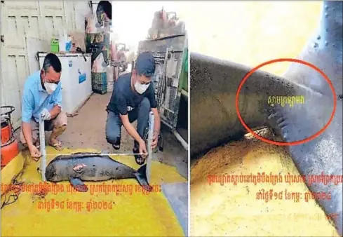  ?? FIA ?? The young dolphin which was believed to have been drowned by a fishing net in Kratie province on February 18.