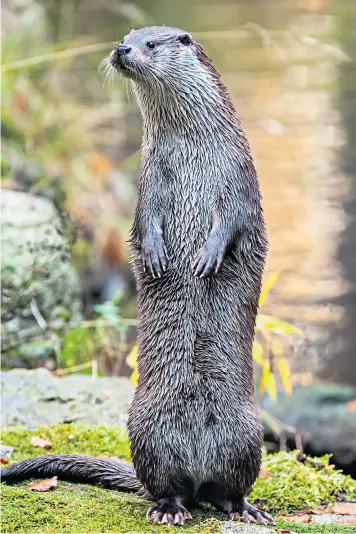  ?? ?? Otters are finding devious ways to grab a quick bite by targeting precious pet fish found in garden ponds