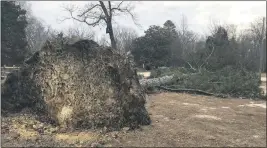  ?? STAFF PHOTO BY JESSI STICKEL ?? A large tree was blown down in front of Christ Church Durham Parish in Nanjemoy.