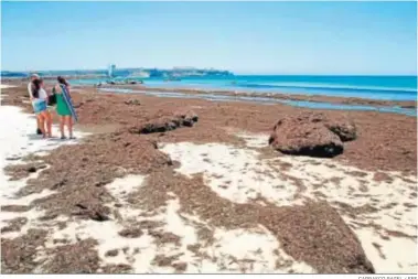  ?? CARRASCO RAGEL / EFE ?? Restos del alga asiática en la orilla de Los Lances, en Tarifa.