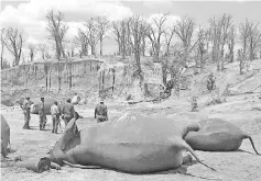  ??  ?? A group of elephants, believed to have been killed by poachers, lie dead at a watering hole in Zimbabwe’s Hwange National Park on Oct 26, 2015. — Reuters photo