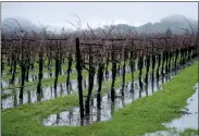  ?? ?? Water pools in a grape vineyard in Rutherford in Napa County during a break in a storm on Jan. 10.