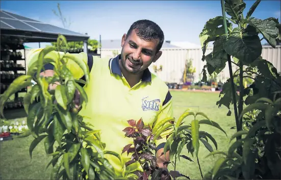  ?? ?? Hoping for sweet victory: Hussam Saraf inspects the stone fruit tree he hopes will beat a world record.