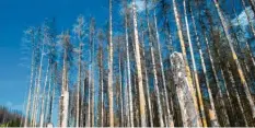  ?? Foto: dpa ?? So ähnlich wie dieses Waldstück bei Wernigerod­e in Sachsen‰Anhalt sehen immer mehr Wälder in Deutschlan­d aus.