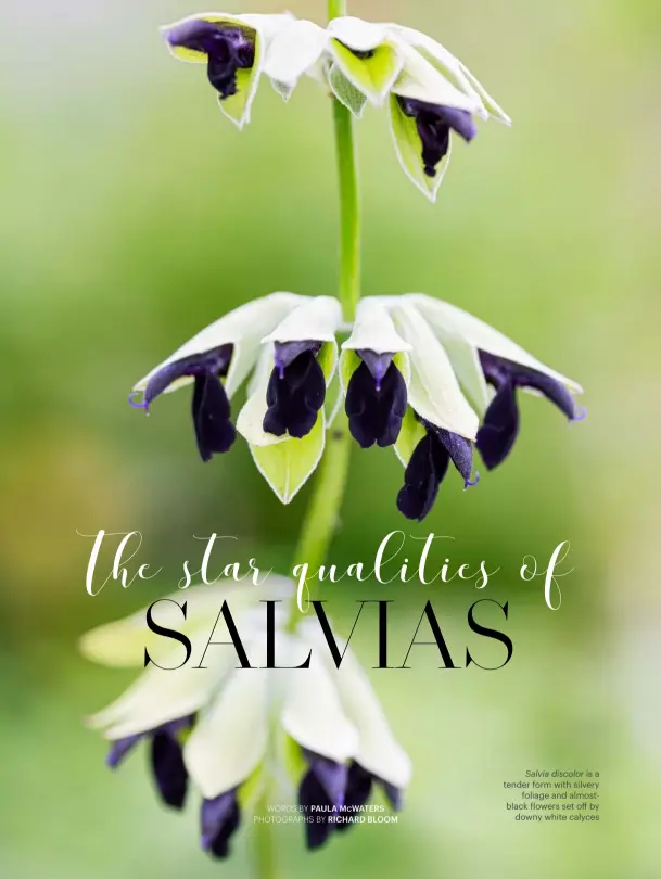  ??  ?? Salvia discolor is a tender form with silvery foliage and almostblac­k flowers set off by downy white calyces