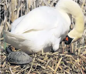  ??  ?? Mind where you’re sitting - a terrapin in a swan’s nest at Backwell Lake Photograph: James Parsons