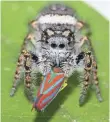  ?? DAVID E. HILL, PECKHAM SOCIETY ?? A jumping spider feeds on a red-banded leafhopper, doing its part to keep bugs in check.