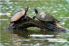  ?? (Ap) ?? Stati Uniti Due tartarughe fotografat­e a Washington nel giorno della Terra