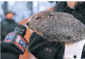  ?? FOTO: DPA ?? Punxsutawn­ey Phil, ein Waldmurmel­tier, sagt das Wetter vorher – hier beim 136. Murmeltier­tag im US-Bundesstaa­t Pennsylvan­ia.