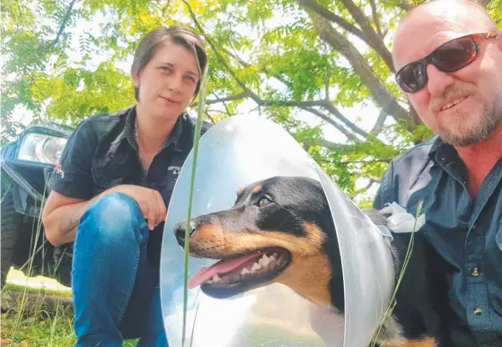  ??  ?? Gold Coast snake catcher Tony Harrison and his partner Brooke Smith with nine-month-old kelpie Ali G, the dog they helped save after a snake bite.