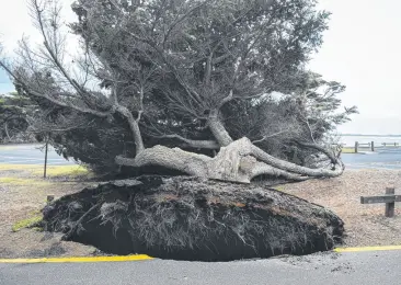  ?? ?? The aftermath of late October’s wild wind storm in Torquay. Picture: Shaun Viljoen