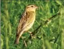  ?? BOB CURRY, HAMILTON NATURALIST­S CLUB ?? The city is trying to help bobolinks.