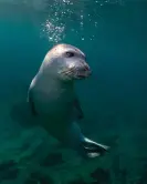  ?? Photograph: Mondadori Portfolio/Getty Images ?? The proposed Ionian marine national park will help safeguard species such as the Mediterran­ean monk seal.