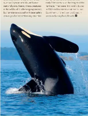 Top 5 wildlife encounters in Washington state - PressReader