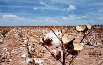  ?? Delcia Lopez/The Monitor ?? Farmers in the Rio Grande Valley have had a difficult growing season due to extreme drought. One has only been able to water his fields once, when usually that total would be six or seven.