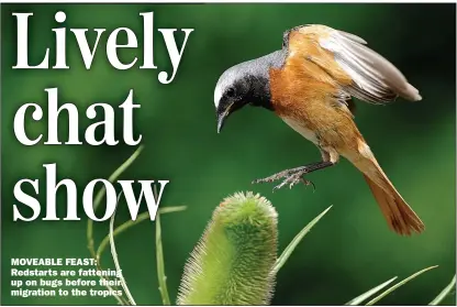  ??  ?? MOVEABLE FEAST: Redstarts are fattening up on bugs before their migration to the tropics