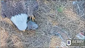  ?? Berry College ?? The first of two bald eagle eggs at the Berry College campus nest hatched at 8:27 a.m. Wednesday.