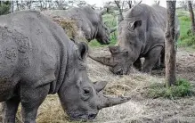  ?? Khalil Senosi / Associated Press ?? There were reports of a surge in traffickin­g of rhino horns in South Africa and Botswana.