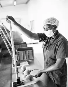  ??  ?? Fhatuwani Maguvha prepares to crash a baobab fruit in order to extract its seeds at Eco Products lab headquarte­rs in Louis Trichardt.