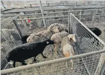  ?? ÁNGEL MEDINA / EFE ?? Misión. El rescate de los animales es una tarea muy dura, dice el experto.