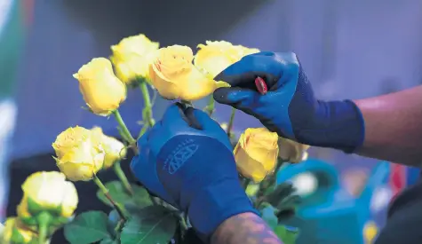  ?? JOS E M. O SORIO/CHICAGO TRIBUNE ?? A florist works on a rose arrangemen­t at Leo’s Metropolit­an Florist in Chicago on May 6, 2020.