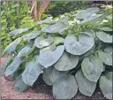  ?? [WALTERS GARDENS] ?? Hosta is a popular perennial that makes a bold accent in shady spots.