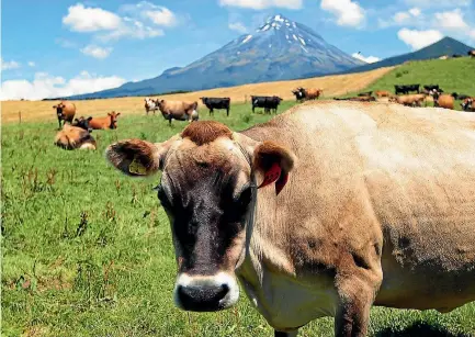  ?? SAM SCANNELL/STUFF ?? A looming shift to alternativ­e proteins does not necessaril­y mean there is no future for farming in New Zealand, Tatua chairman Steve Allen says.