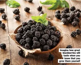  ?? ?? Imagine how great blackberri­es will taste when you know that you grew them yourself