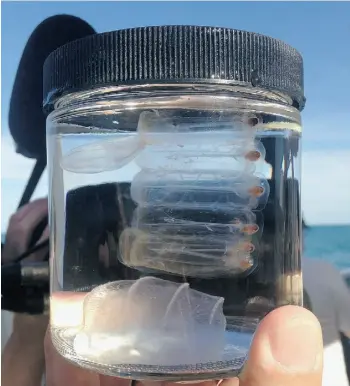  ?? Lauran Neergaard/the associated press ?? A sea salp and mysterious comb jellies are some of the sea creatures being studied by University of Florida neurobiolo­gist Leonid Moroz in a lab off Florida’s coast.